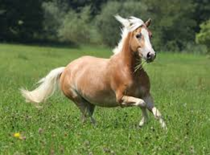 Roma, conferenza stampa di presentazione di AlleviAmo futuro Roma, conferenza stampa di presentazione di AlleviAmo futuro