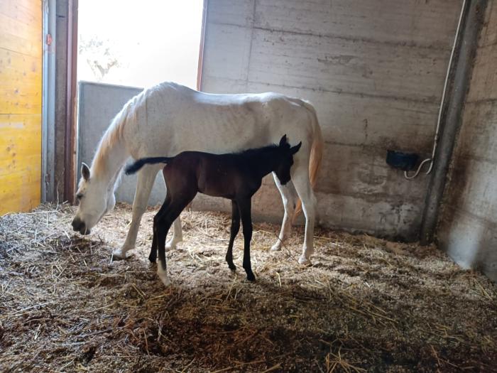 Ortigia  G7 Agricoltura, Fieracavalli presenta il mondo equestre