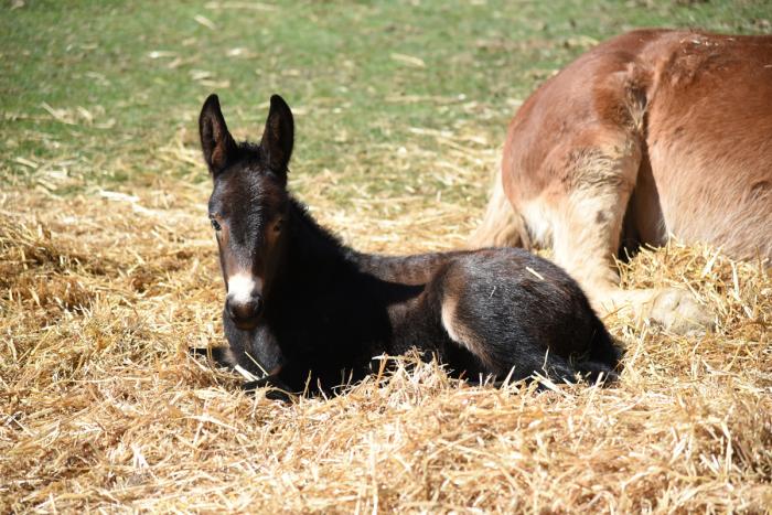 Il ritorno del Mulo: nasce il registro genealogico europeo Il ritorno del Mulo: nasce il registro genealogico europeo