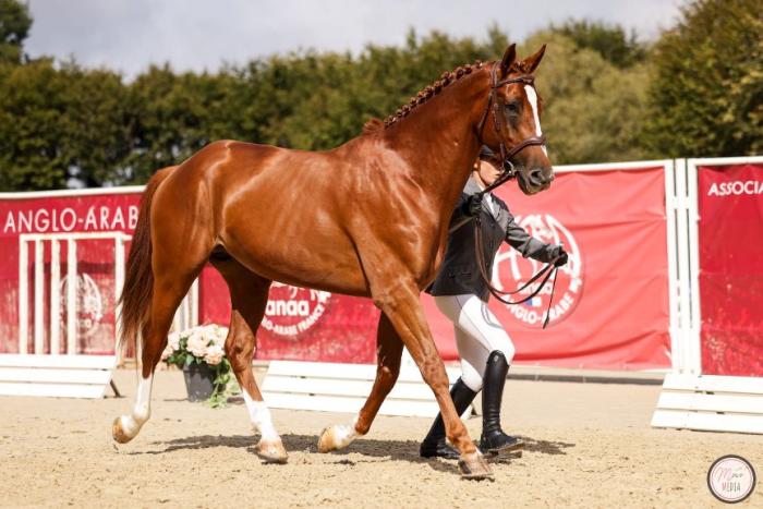 Guadalquivir, Anglo arabo sardo  vince nella Grande Semaine de Pompadou