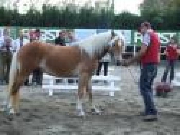 Merano, sport e scommesse nelle corse Haflinger