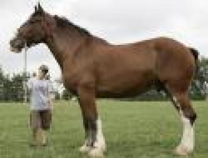 Guardate  il cavallo più alto del mondo: 2.05 metri!