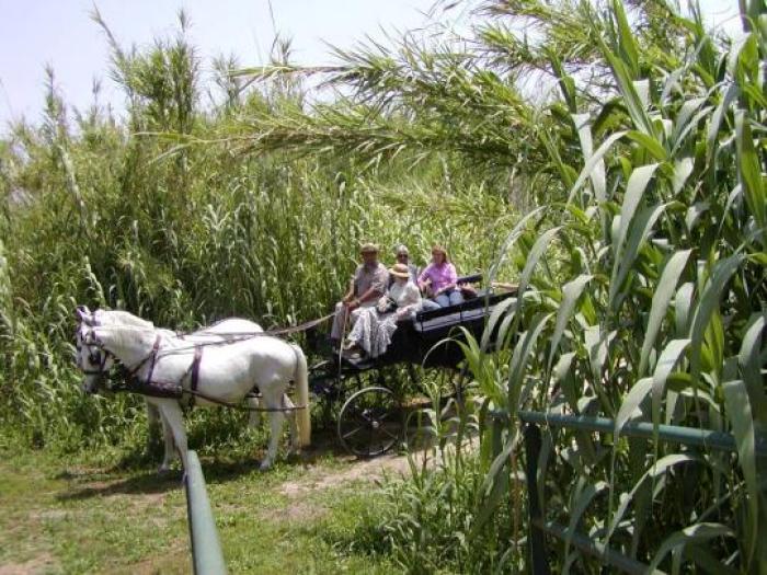 Un gruppo di amici in carrozza in terra di Sicilia