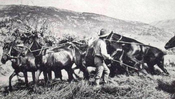 Un\'antica immagine della trebbiatura in Ciociaria. Foto tratta dal sito Ciociaria terra di cavalli Un\'antica immagine della trebbiatura in Ciociaria. Foto tratta dal sito Ciociaria terra di cavalli