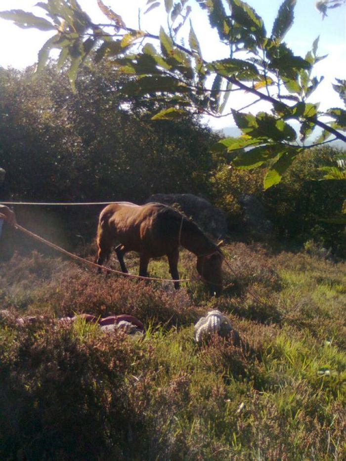Una fase del salvataggio della cavalla