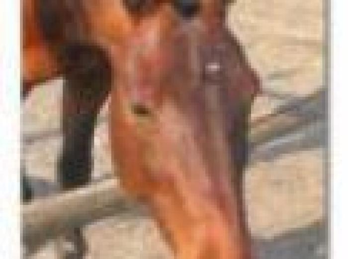 Ex trottatore a Tor di Valle grazie all'Auriga Ex trottatore a Tor di Valle grazie all'Auriga