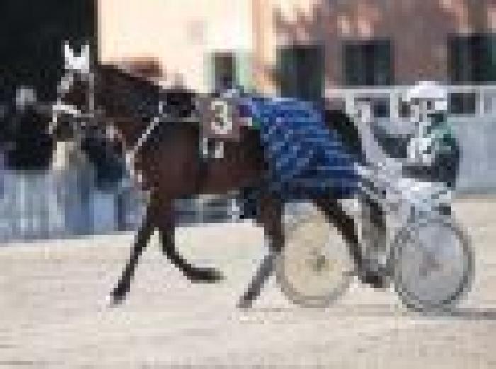 Il giro d'onore di Nakitast ed Enrico Bellei. foto Stefano Grasso per cavallo2000 Il giro d'onore di Nakitast ed Enrico Bellei. foto Stefano Grasso per cavallo2000