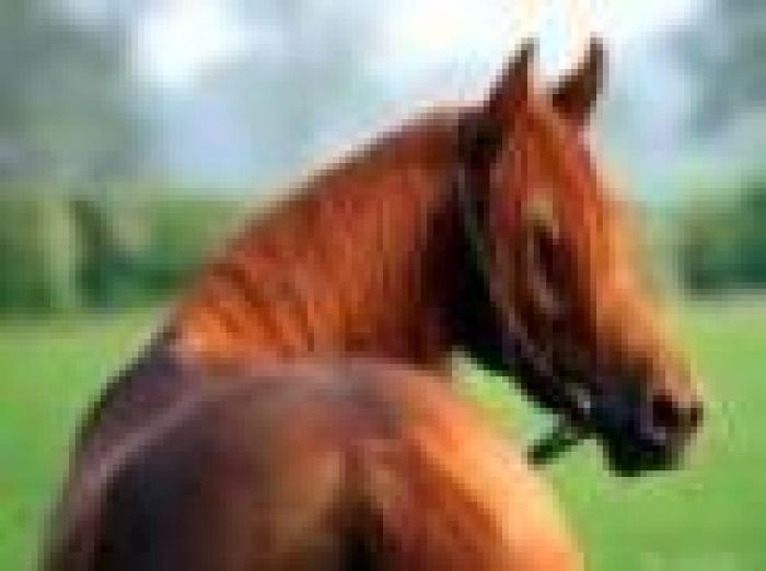 Cavalli e salute mentale a Città dii Castello