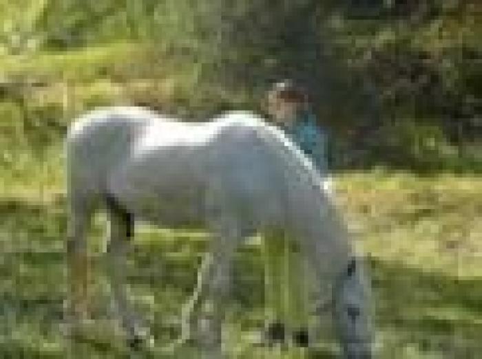 La bellezza di un gioco onesto con il cavallo /2. La bellezza di un gioco onesto con il cavallo /2.