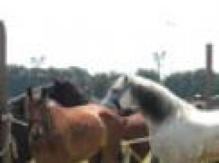 Cavallo da sella, cosa ne pensa l'Unire. Cavallo da sella, cosa ne pensa l'Unire.