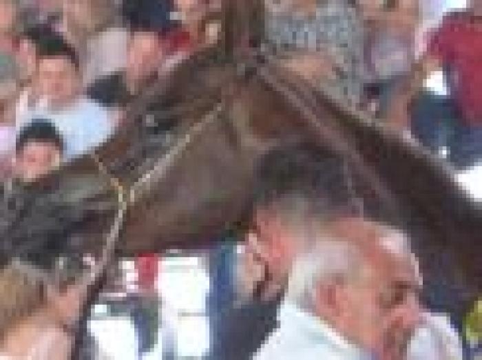 Record alla Mostra del Cavallo: 40.000 visitatori. Record alla Mostra del Cavallo: 40.000 visitatori.