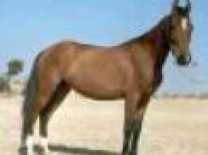 L'India ci insegna come salvare le razze equine