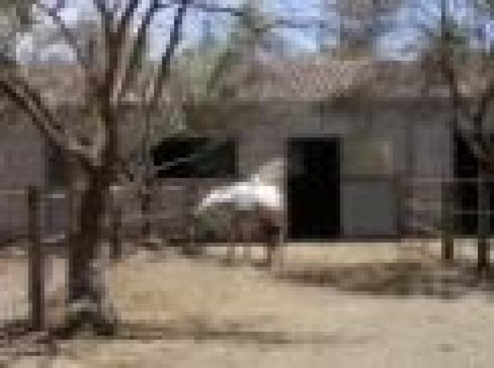 Benessere del cavallo, Italia troppo indietro