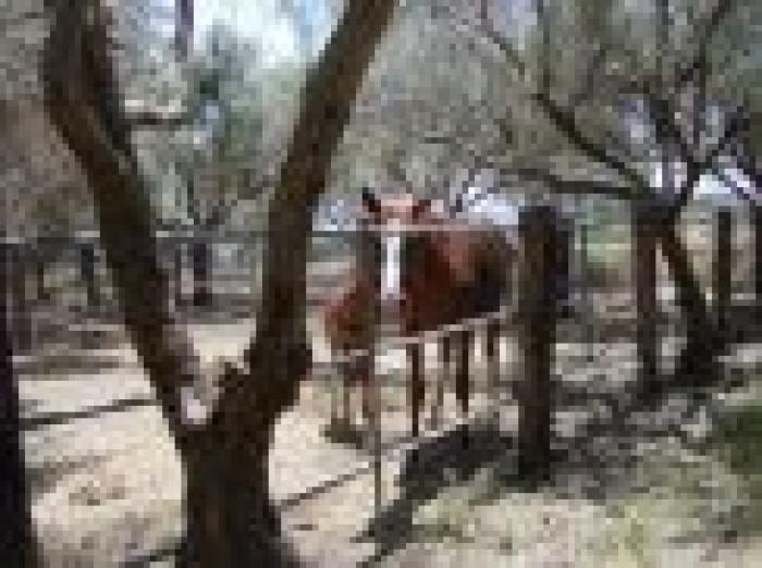 Cavalli di Purosangue Orientale Siciliano scuderizzati in modalità etologicamente corrette (azienda agricola dell\'Ovo Ramacca)