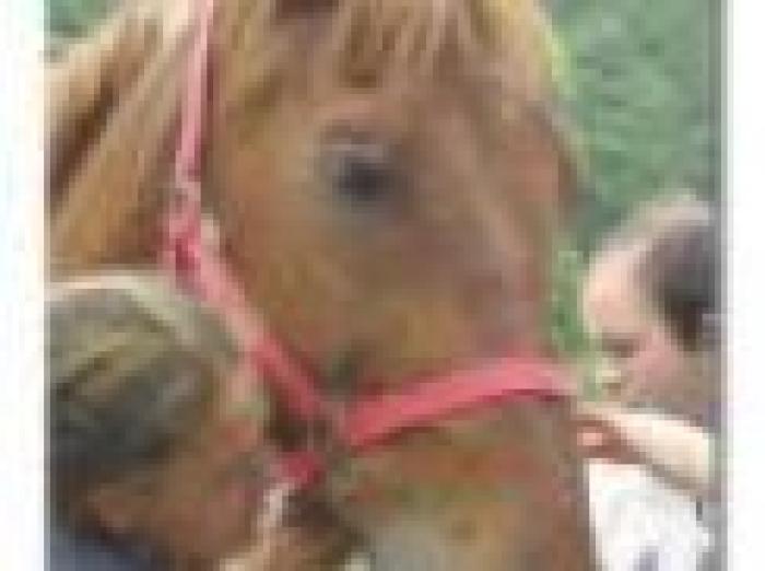 Cavallo 'terapeuta' è d'accordo anche la psichiatria. Cavallo 'terapeuta' è d'accordo anche la psichiatria.