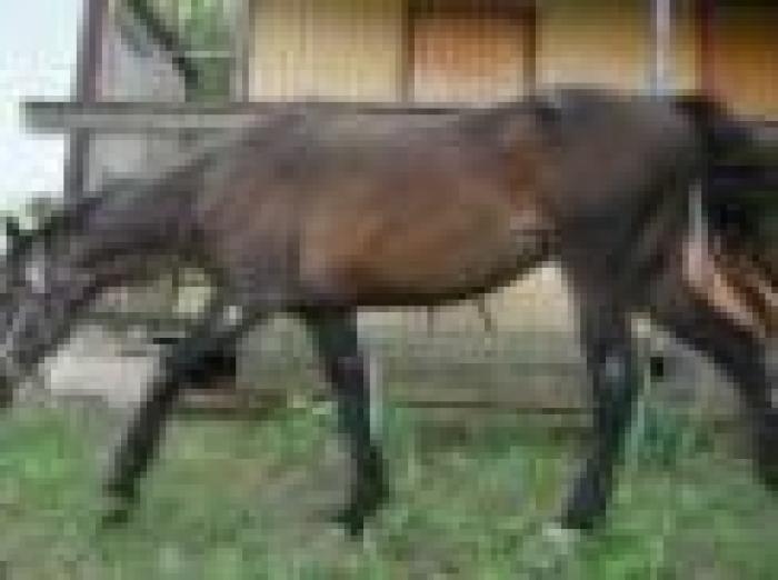 La dolce favola di Tex, piccolo grande cavallo