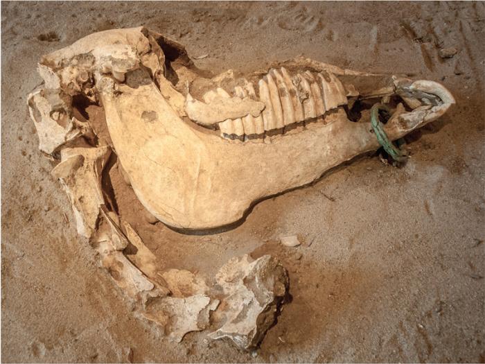 Crani di cavallo con anelli in bronzo 480 a.C. circa Osso e bronzo Himera, Museo Pirro Marconi del Parco Archeologico