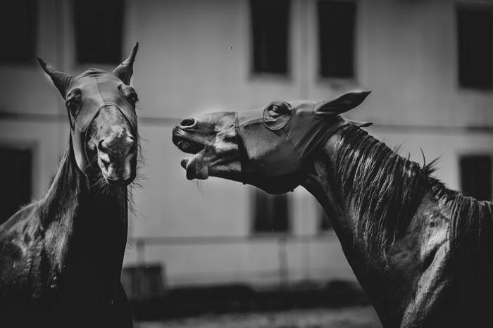 Fieracavalli... un non luogo per addestrare i puledri Fieracavalli... un non luogo per addestrare i puledri