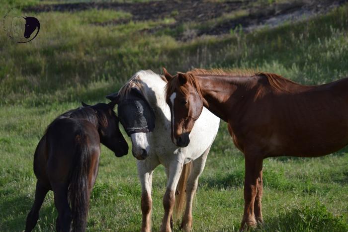 Benessere, Intesa Sanpaolo sostiene Italian Horse Protection