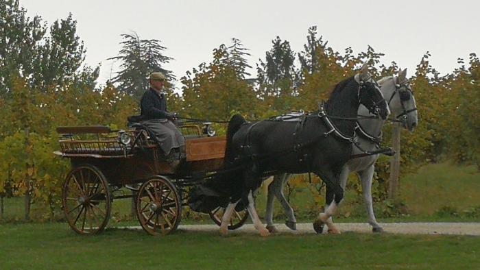 Tartufi e vino: viaggio in carrozza nelle Langhe