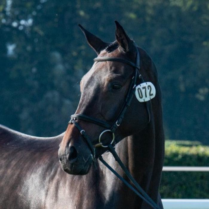 I migliori allevatori dell'equitazione mondiale