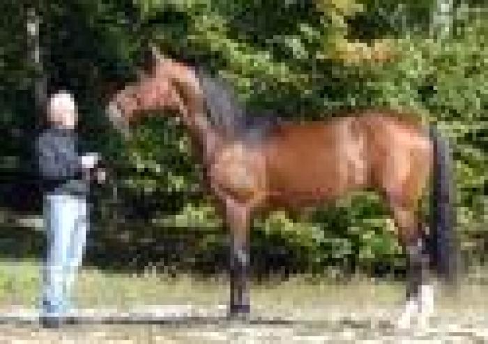 Trotto: la scuderia di Equinox Bi vende tutto Trotto: la scuderia di Equinox Bi vende tutto