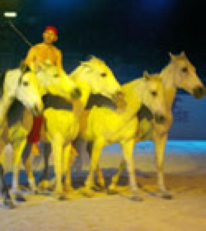 HorseLyric: Luraschi padrone della scena