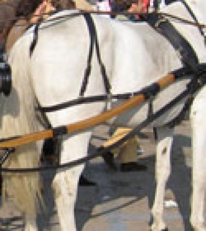 Fieracavalli, troppe ombre e poca luce