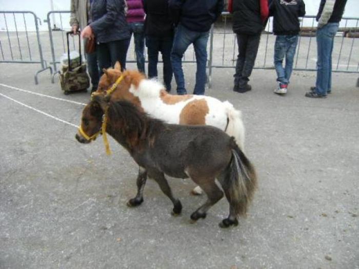 In Home page e sotto cliccando la sistemazione dei piccoli Shetland  a Fieracavalli 2011