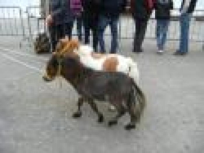 ''Fieracavalli, avanti tutta verso il passato''
