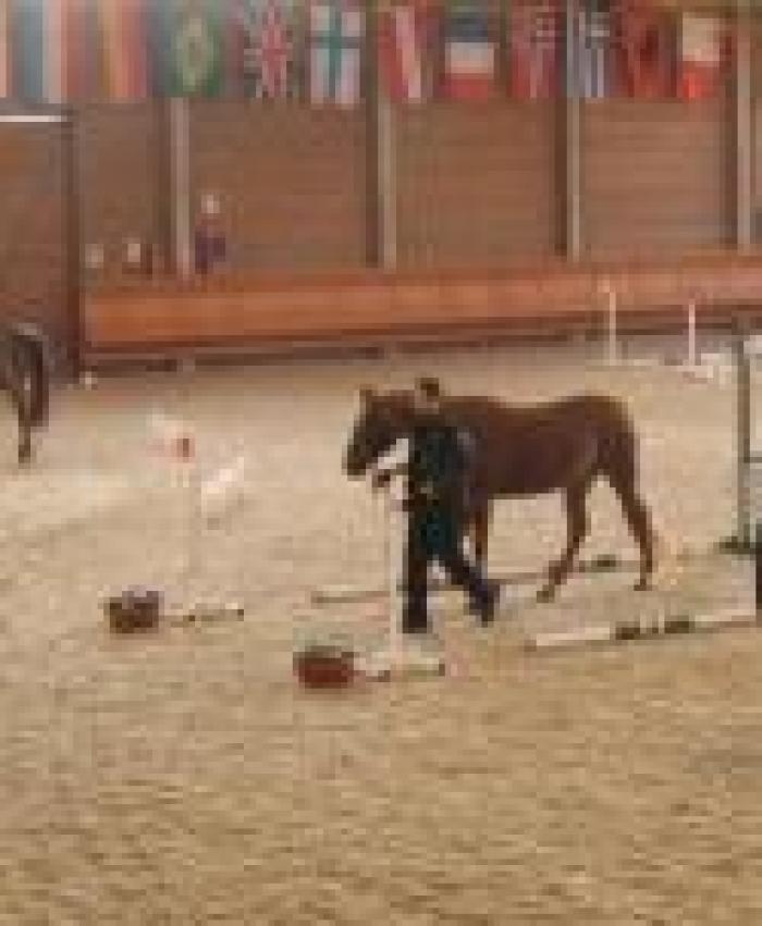 Cavalli e psichiatria, convegno a Venaria Reale Cavalli e psichiatria, convegno a Venaria Reale