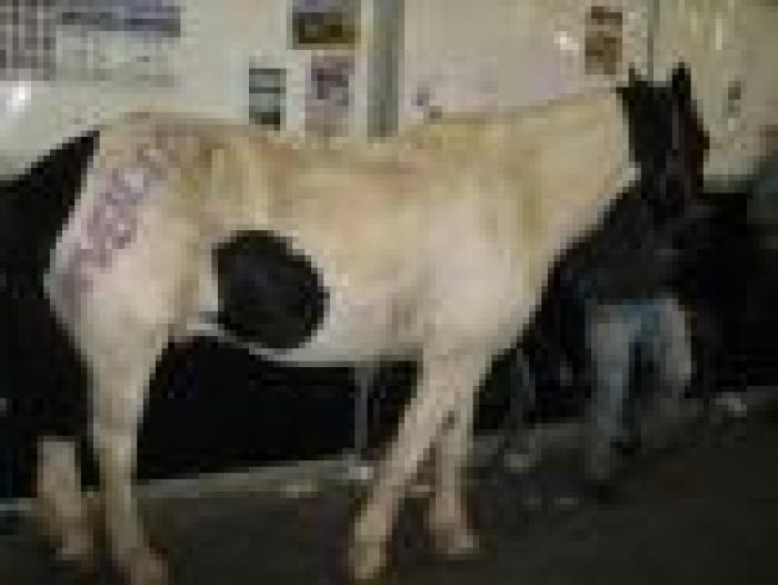 ''Fiera dei cavalli? No, solo un cattivo business''