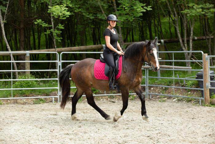 Addestramento del cavallo: porre un limite alle pressioni