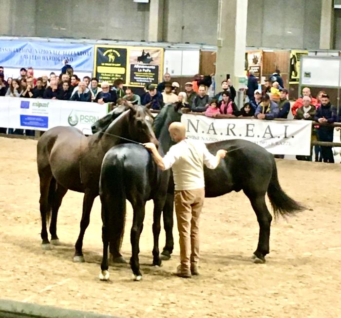 Fieracavalli: Federico Forci ed i suoi cavalli