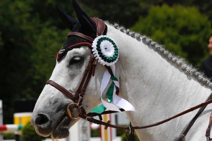 Classifiche mondiali degli stalloni del cavallo da sella