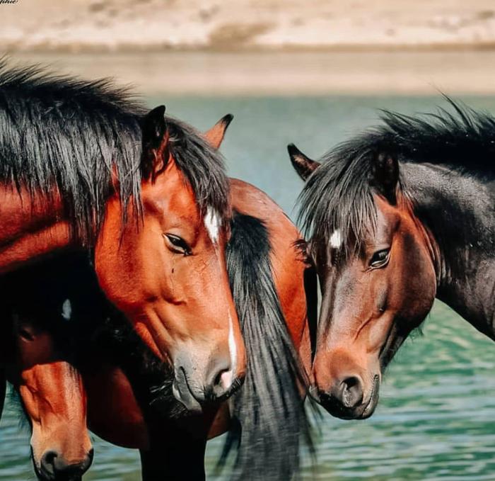 Regione Liguria risorse per valorizzazione cavalli selvaggi dell'Aveto