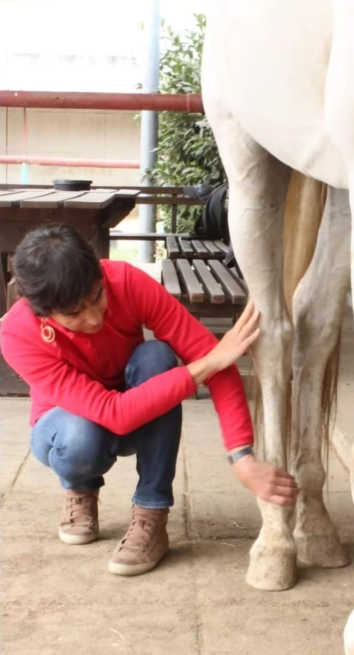Fieracavalli, dimostrazione di riflessologia applicata ai cavalli nel padiglione Horse Friendly Fieracavalli, dimostrazione di riflessologia applicata ai cavalli nel padiglione Horse Friendly