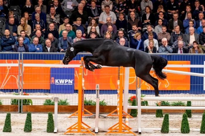 Classifica mondiale degli stalloni del cavallo da sella