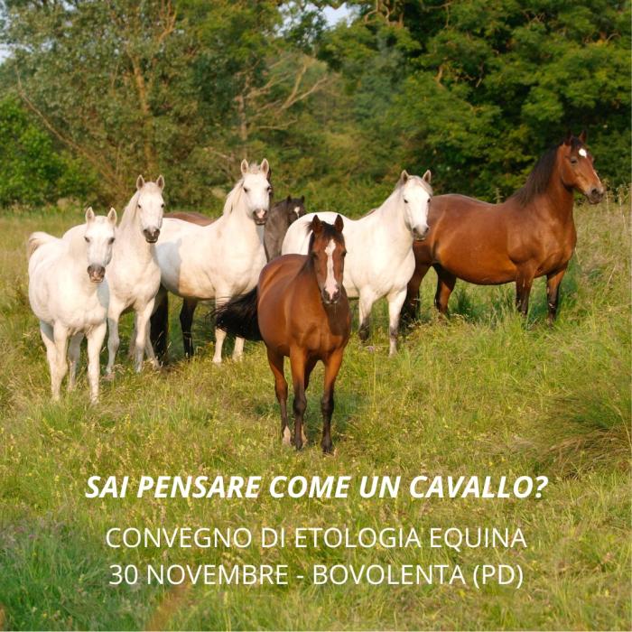 Sai Pensare come un cavallo? ne parla un convegno di etologia equina Sai Pensare come un cavallo? ne parla un convegno di etologia equina
