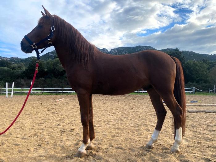 Verona, il Cavallo del Sarcidano a Fieracavalli