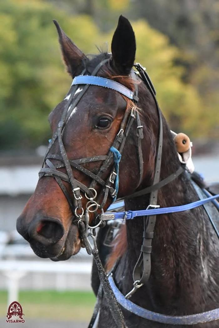 Finalmente Dolly Effe, la morella di Pezzatini ha vinto al Visarno