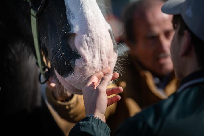 A FIERACAVALLI il cavallo diventa protagonista di crescita, inclusione e rinascita A FIERACAVALLI il cavallo diventa protagonista di crescita, inclusione e rinascita