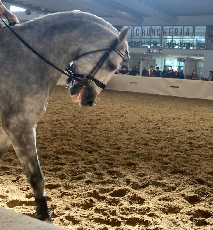 Incontri (e scontri) a Fieracavalli Incontri (e scontri) a Fieracavalli