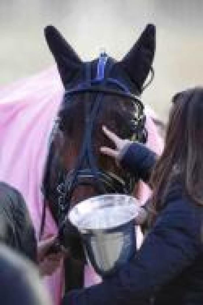 G.P. Allevatori, l'albo d'oro della corsa Filly G.P. Allevatori, l'albo d'oro della corsa Filly