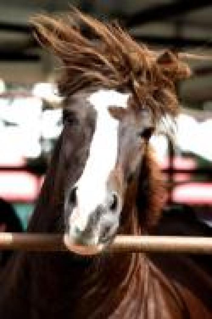 I bambini scrivono... Amico cavallo, amico fidato