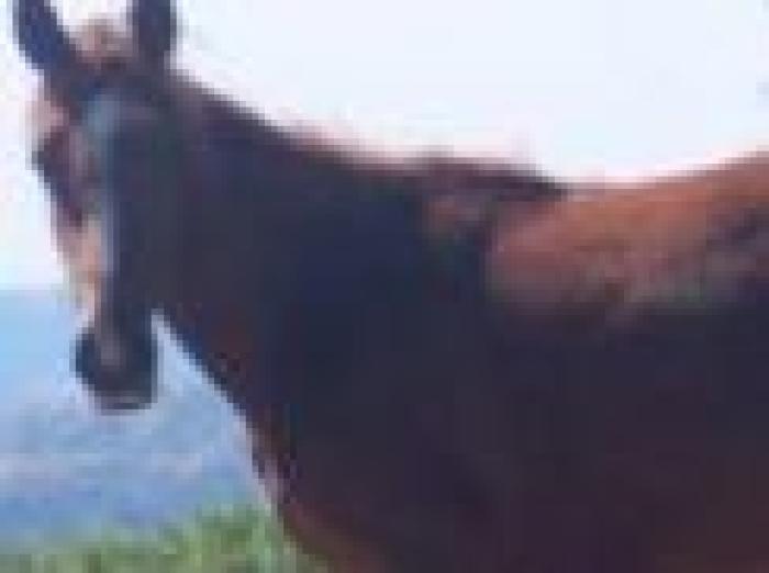 Sardegna, dove i cavalli sono ancora selvaggi Sardegna, dove i cavalli sono ancora selvaggi