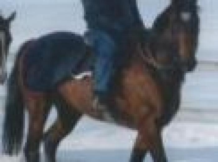 Anche in Italia un cavallo con il cuore in fronte Anche in Italia un cavallo con il cuore in fronte