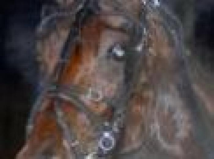 Trotto, l'Italia fa festa con Algiers Hall Trotto, l'Italia fa festa con Algiers Hall