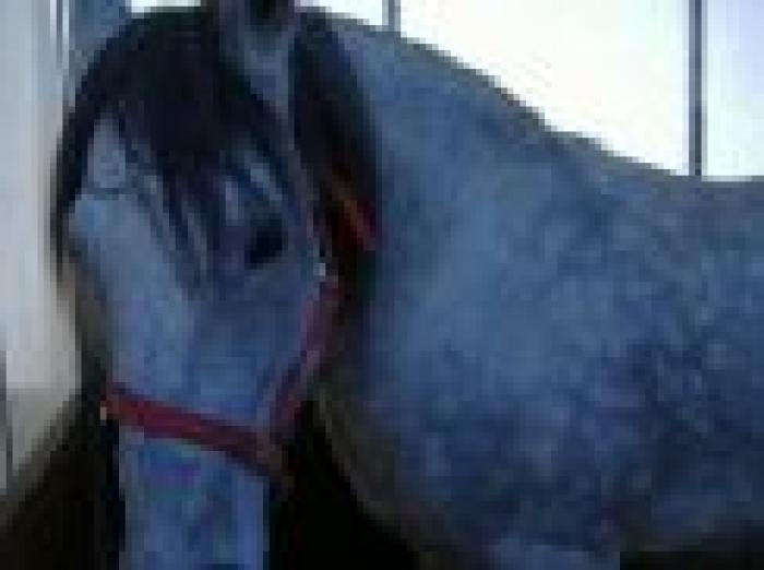 In Hope page e qui sopra lo stallone