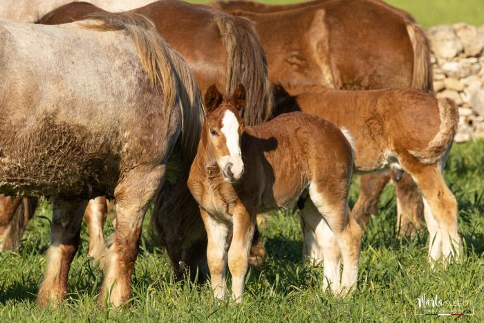 La Federazione Europea del Cavallo da Tiro compie venti anni La Federazione Europea del Cavallo da Tiro compie venti anni